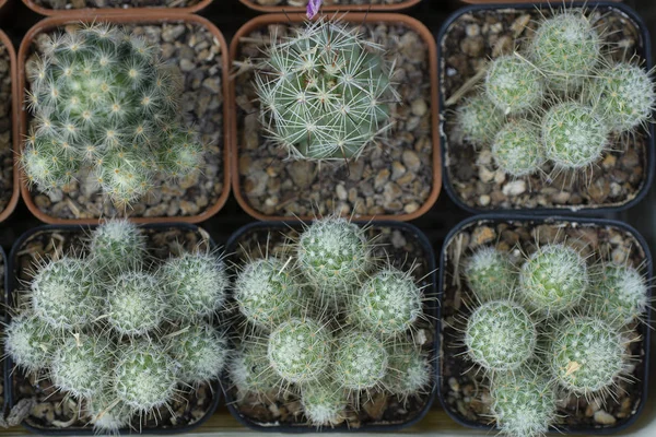 Cactus op plant pot — Stockfoto