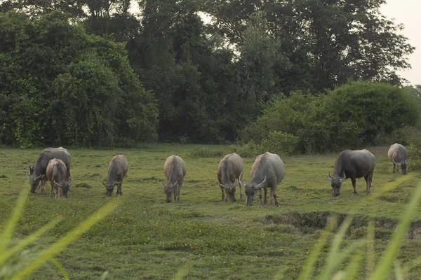 Búfalos no campo — Fotografia de Stock