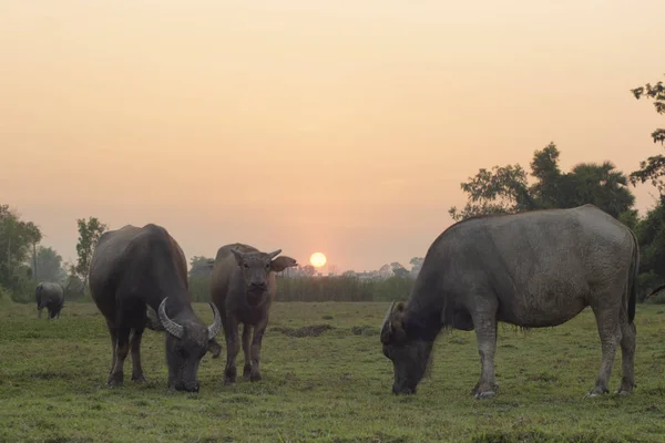 Búfalos en el campo — Foto de Stock