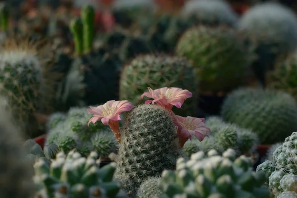 Hermosa flor de cactus rosa vieja como fondo —  Fotos de Stock