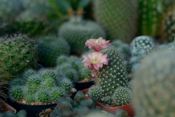 Hermosa flor de cactus rosa vieja como fondo —  Fotos de Stock