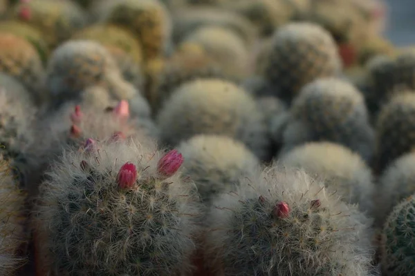 Hermosa flor de cactus rosa vieja como fondo —  Fotos de Stock