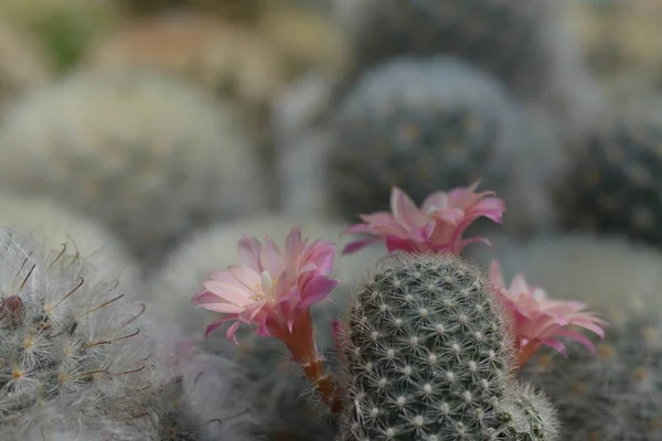 Hermosa flor de cactus rosa vieja como fondo —  Fotos de Stock