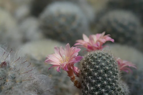 Hermosa flor de cactus rosa vieja como fondo —  Fotos de Stock