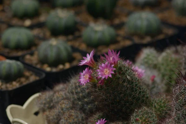 Hermosa flor de cactus rosa vieja como fondo —  Fotos de Stock