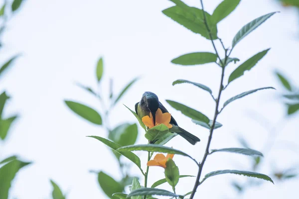 Коричневогорлая солнечная птица, сидящая на фоне цветка — стоковое фото