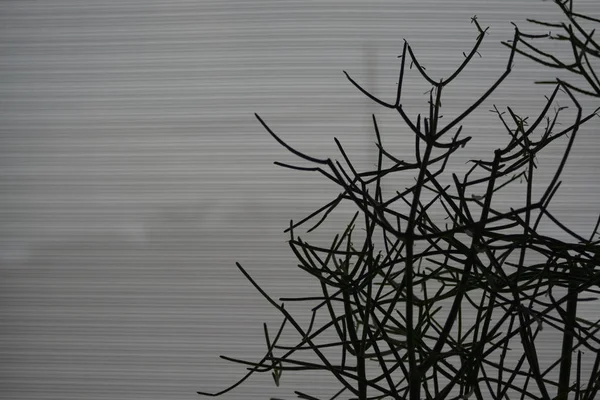 바클그라운드로 나뭇가지의 추상그림자 — 스톡 사진