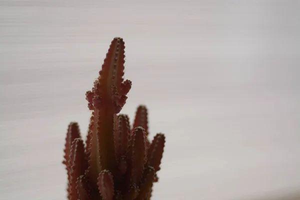 Schöner Kaktus als Hintergrund — Stockfoto
