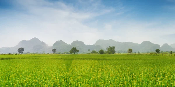 Rizière verte paddy et montagne avec ciel bleu comme paysage b — Photo