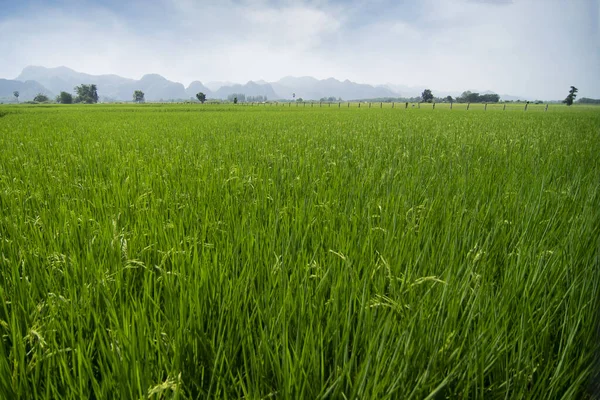 Zelené rýžové pole a hora s modrou oblohou jako krajina — Stock fotografie