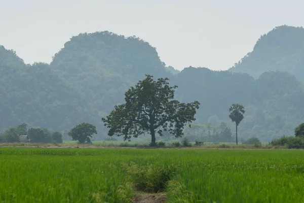 Grüne Reisfelder Und Berg Mit Baum — Stockfoto