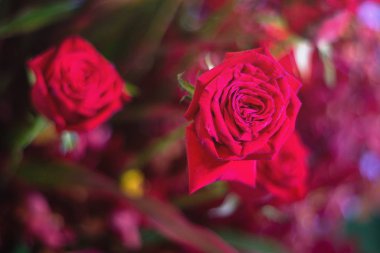 Çiçekler gibi güzel kırmızı gül çiçeği.