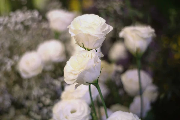 Hermosa flor de rosa blanca como fondo de flores . — Foto de Stock