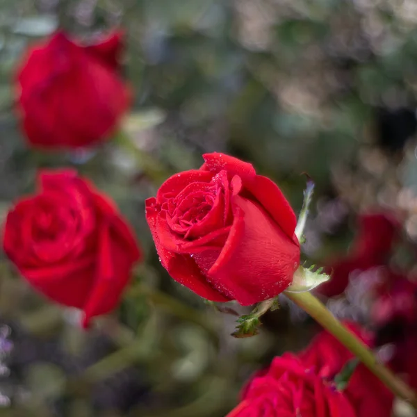 Hermosa flor de rosa roja como fondo de flores . — Foto de Stock