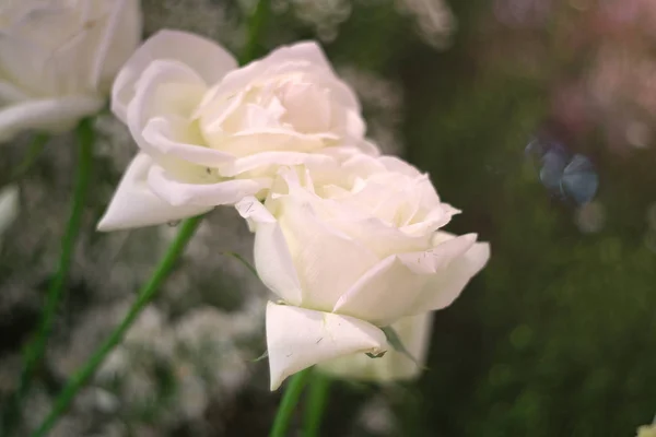 फुलं पार्श्वभूमी म्हणून सुंदर पांढरा गुलाब फूल . — स्टॉक फोटो, इमेज