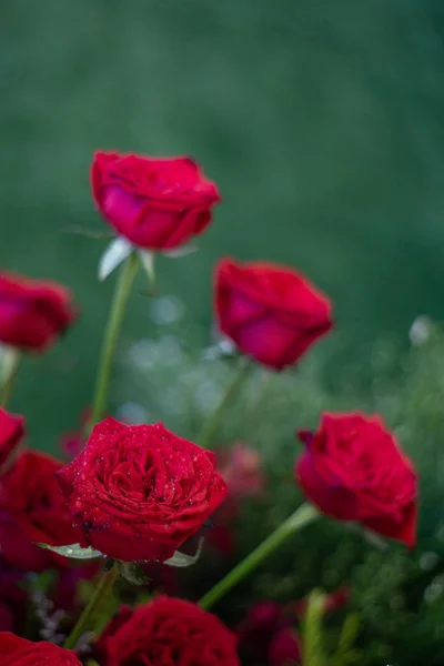 美丽的红玫瑰花朵作为花朵的背景. — 图库照片