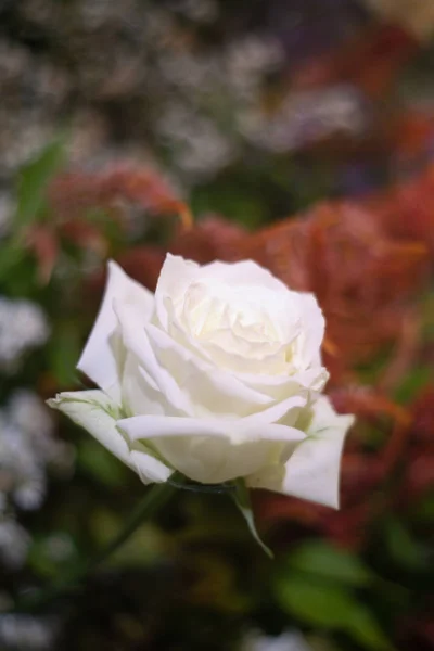 Hermosa flor de rosa blanca como fondo de flores . — Foto de Stock