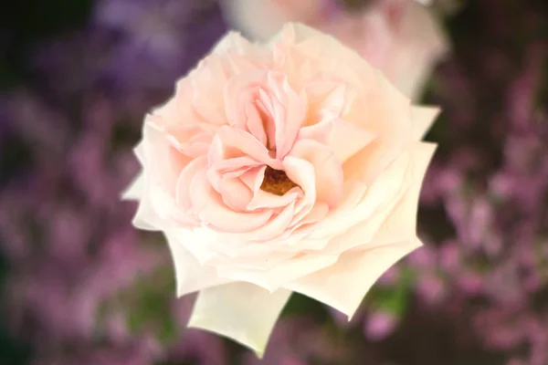 फुलं पार्श्वभूमी म्हणून सुंदर गुलाबी गुलाब फूल . — स्टॉक फोटो, इमेज