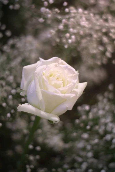 美丽的白玫瑰作为花朵的背景. — 图库照片