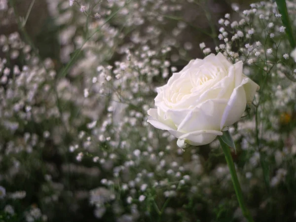 Hermosa flor de rosa blanca como fondo de flores . — Foto de Stock