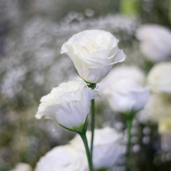 Όμορφο λευκό τριαντάφυλλο λουλούδι ως φόντο λουλούδια. — Φωτογραφία Αρχείου