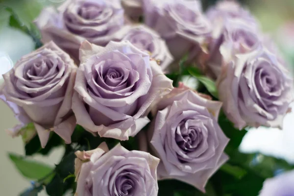 Beautiful ocean song purple rose flower as flowers background. — Stock Photo, Image