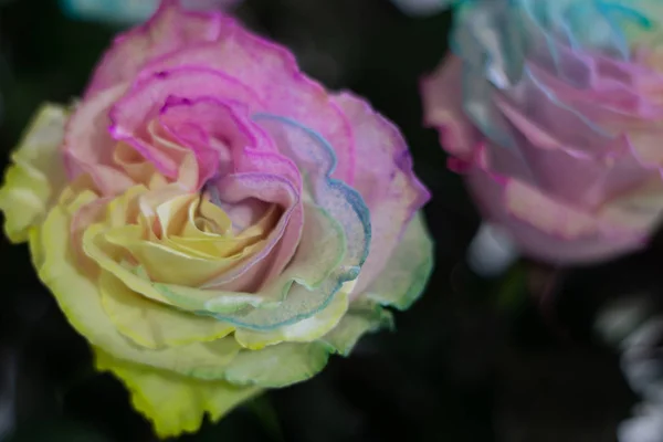 彩虹玫瑰或迪斯科玫瑰或快乐的玫瑰作为花朵的背面 — 图库照片