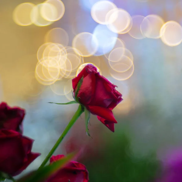 Beautiful red rose flower over bubble bokeh as floral background — Stock Photo, Image