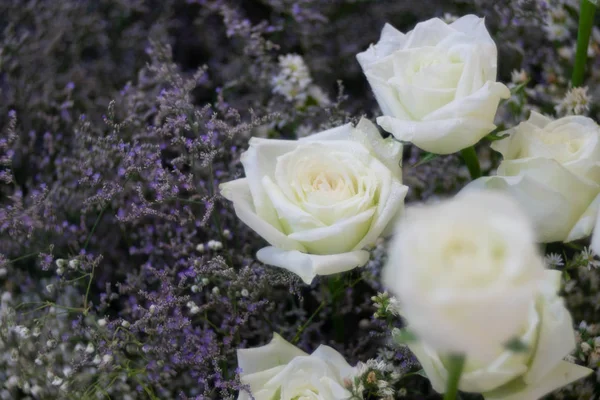 美丽的白玫瑰花朵作为植物的背景. — 图库照片