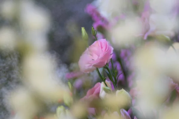 美丽的粉红玫瑰在泡泡上绽放，犹如花朵的背衬 — 图库照片