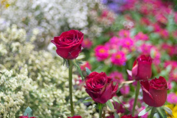 Красива червона квітка троянди над бульбашкою боке як квітковий фон — стокове фото