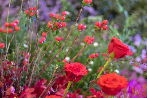 Красива Червона Квітка Троянди Над Бульбашкою Боке Квітковий Фон — стокове фото