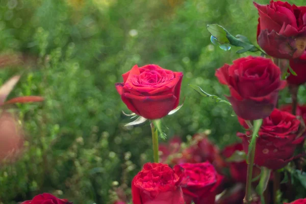 Hermosa flor de rosa roja sobre burbuja bokeh como fondo floral — Foto de Stock