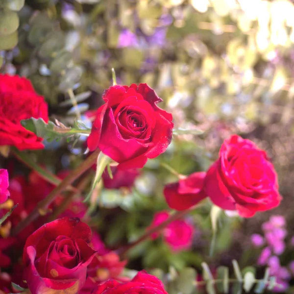 美丽的红玫瑰在泡泡上绽放，作为花朵的背景 — 图库照片