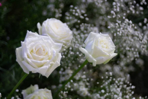 फुलं पार्श्वभूमी म्हणून सुंदर पांढरा गुलाब फूल . — स्टॉक फोटो, इमेज