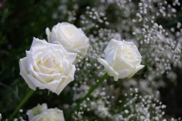 Hermosa flor de rosa blanca como fondo de flores . — Foto de Stock