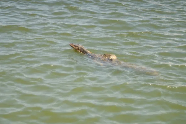 Komodo smok (Varanus salvator) pływanie w środowisku naturalnym. — Zdjęcie stockowe