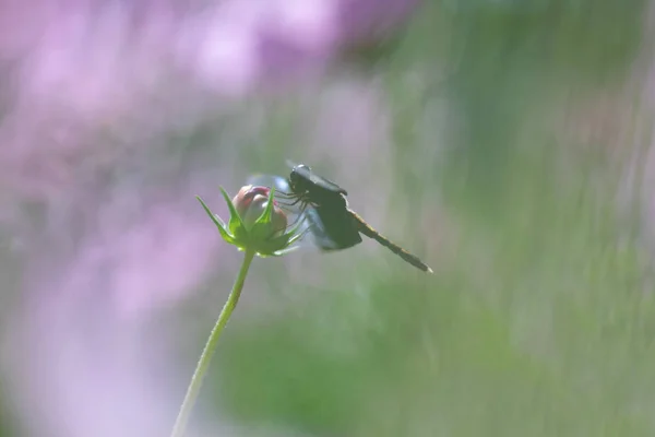 Silhouet libel zittend over bloem jager andere insecten een — Stockfoto