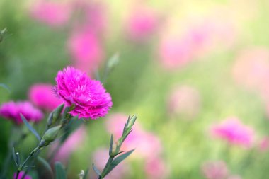 Güzel Cravina Dianthus Çin Çiçekleri (China Pink)