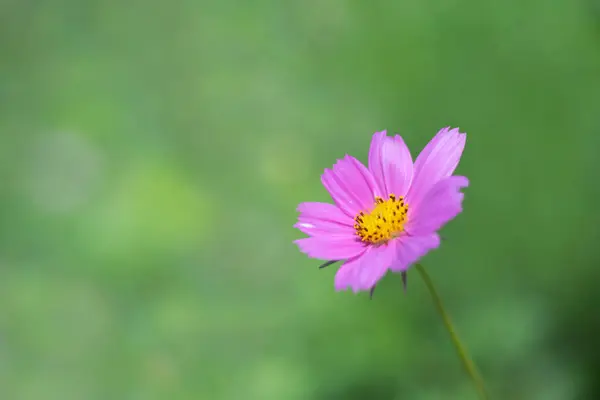美しいピンクのコスモスの花 — ストック写真