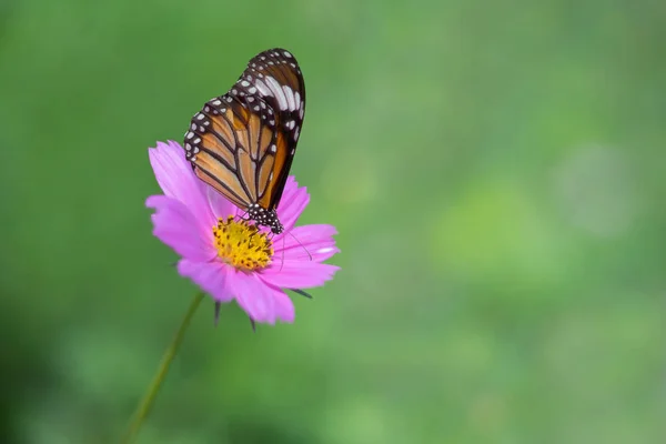 Schmetterling (der gemeine Tiger) thront über lila Kosmosblüten — Stockfoto