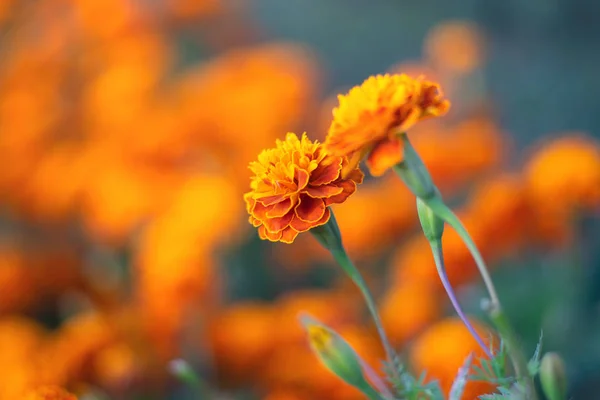 Bela flor de calêndula dourada (Calendula officinalis) como flor — Fotografia de Stock
