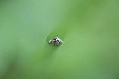 Yeşil Yaprak üzerindeki bitki öldürücü böcek arkaplanı olarak