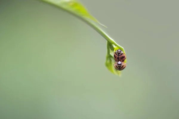 Asiática mariquita escarabajo crianza sobre verde hoja — Foto de Stock