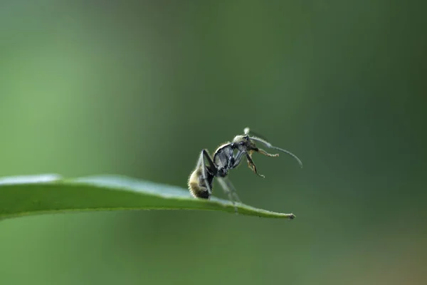 Fourmi noire assise sur une feuille verte comme fond de fourmi — Photo