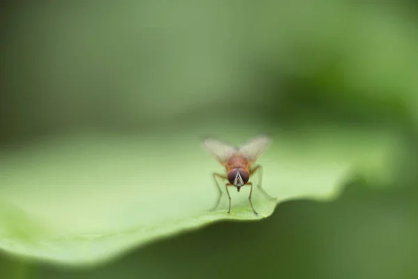 Syrphidae Flower fly perching over green leaf — Stock Photo, Image