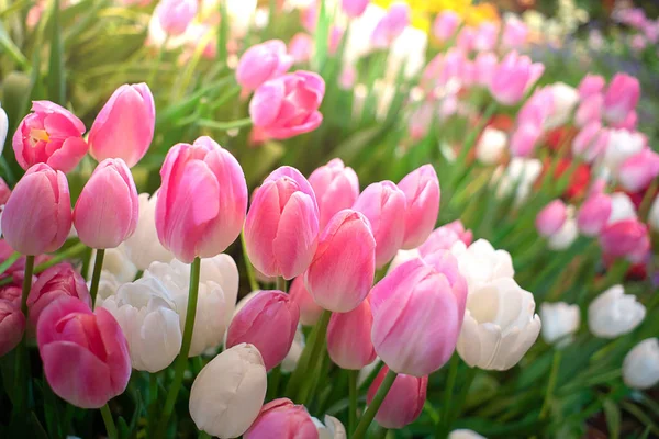 Bunte Gruppe rosa Tulpen gegen Sonnenlicht als florales Backgro — Stockfoto