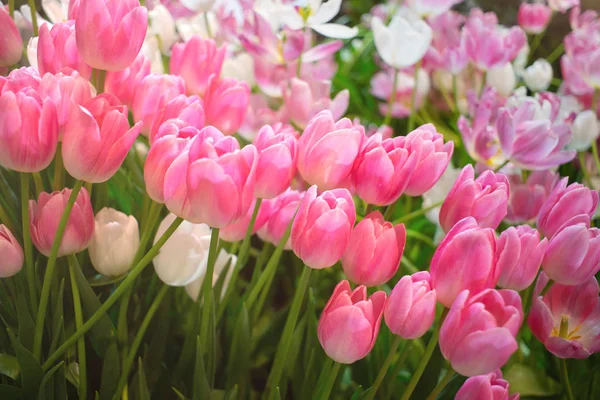 Bunte paar rosa Tulpen gegen Sonnenlicht als florales Backgr — Stockfoto
