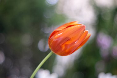 Kabarcık bokeh arkaplan üzerinde tek turuncu lale çiçeği