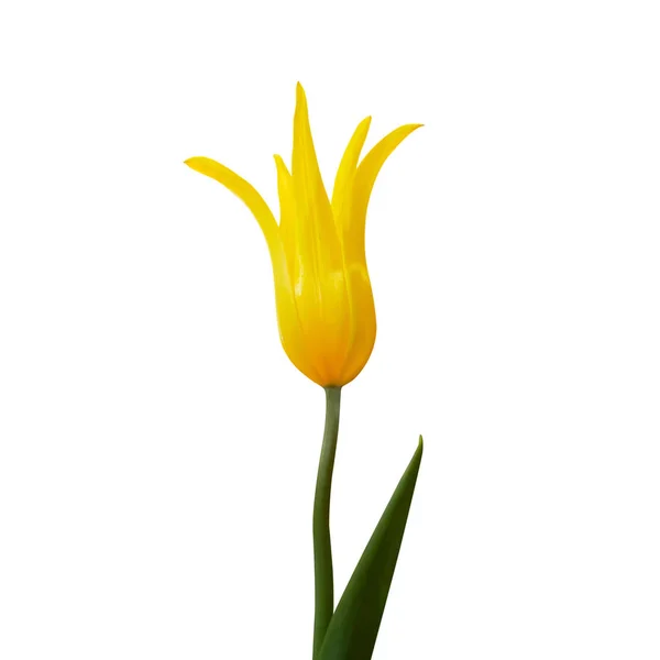 Single yellow tulip over white background — Stock Photo, Image